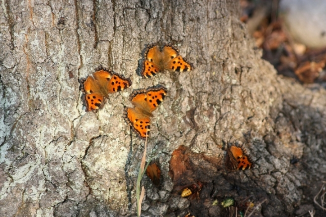 Assembramenti di farfalle